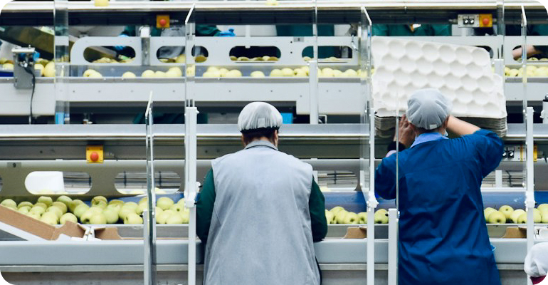 People in warehouse sort apples